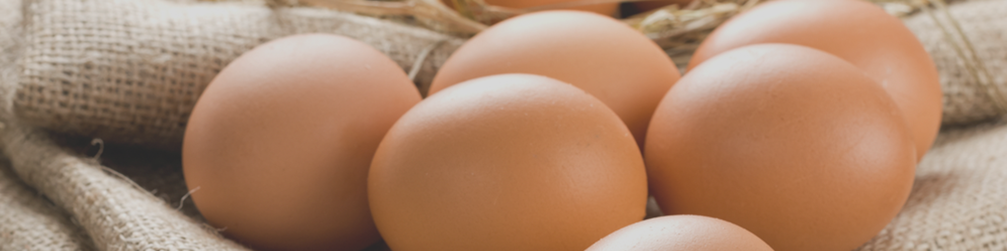ELBEVET poultry solutions