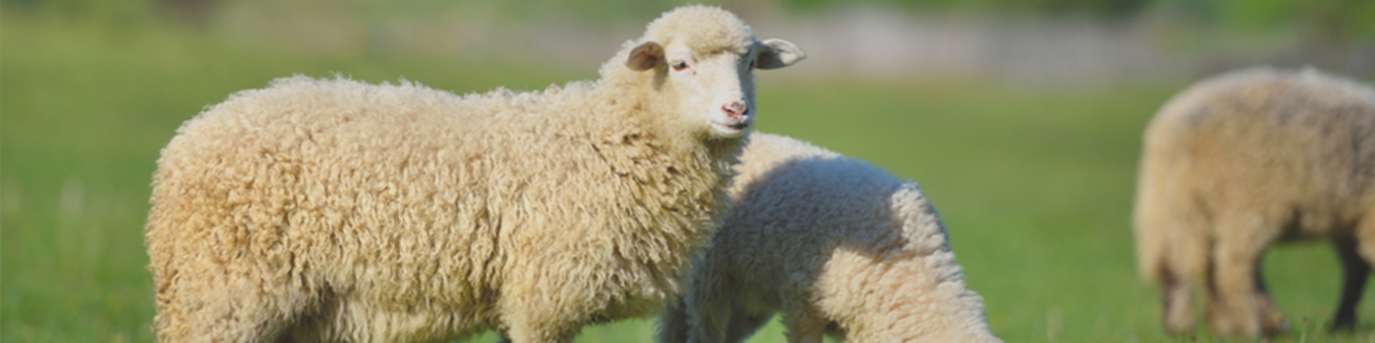 Sheep