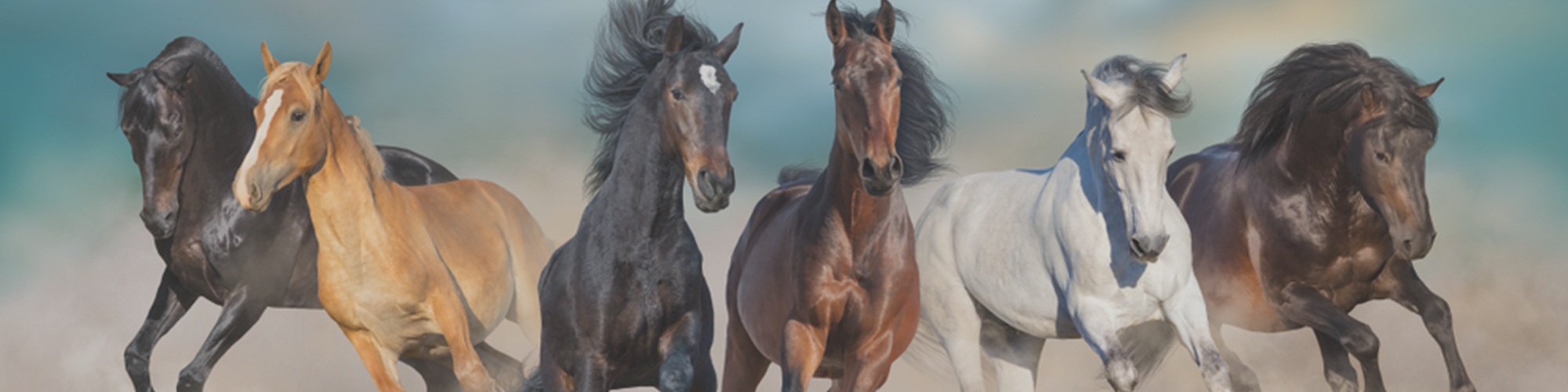 ELBEVET equine solutions