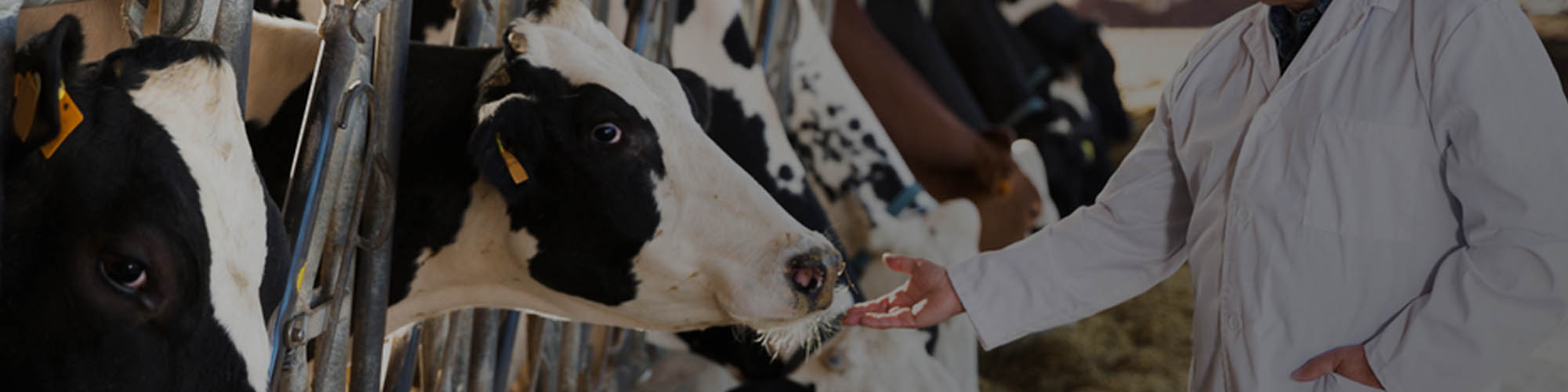 ELBEVET cattle solutions